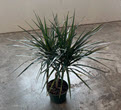 Candelabra Marginata Dracaena